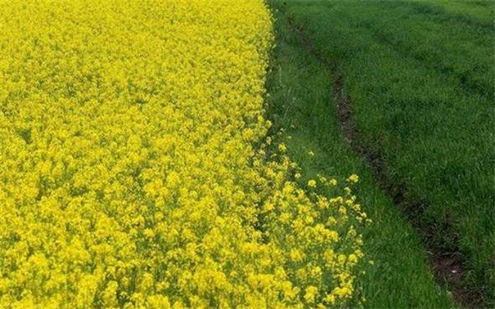 آغازعملیات کشت پاییزه دانه روغنی کلزادرورامین
