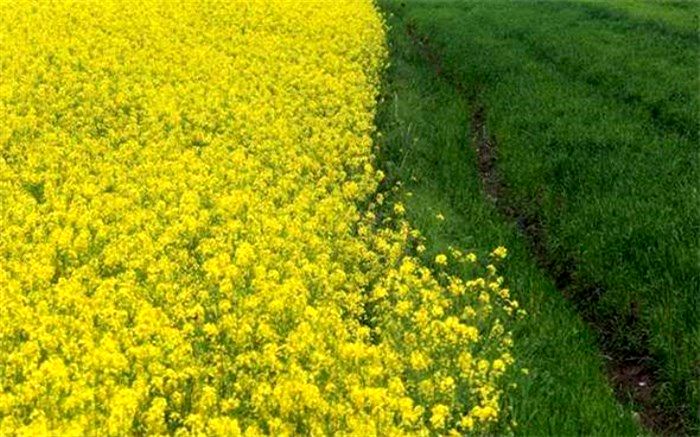 آغازعملیات کشت پاییزه دانه روغنی کلزادرورامین