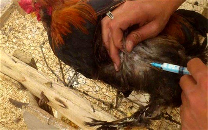 آغاز واکسیناسیون طیور روستایی بر علیه بیماری نیوکاسل در آذربایجان شرقی