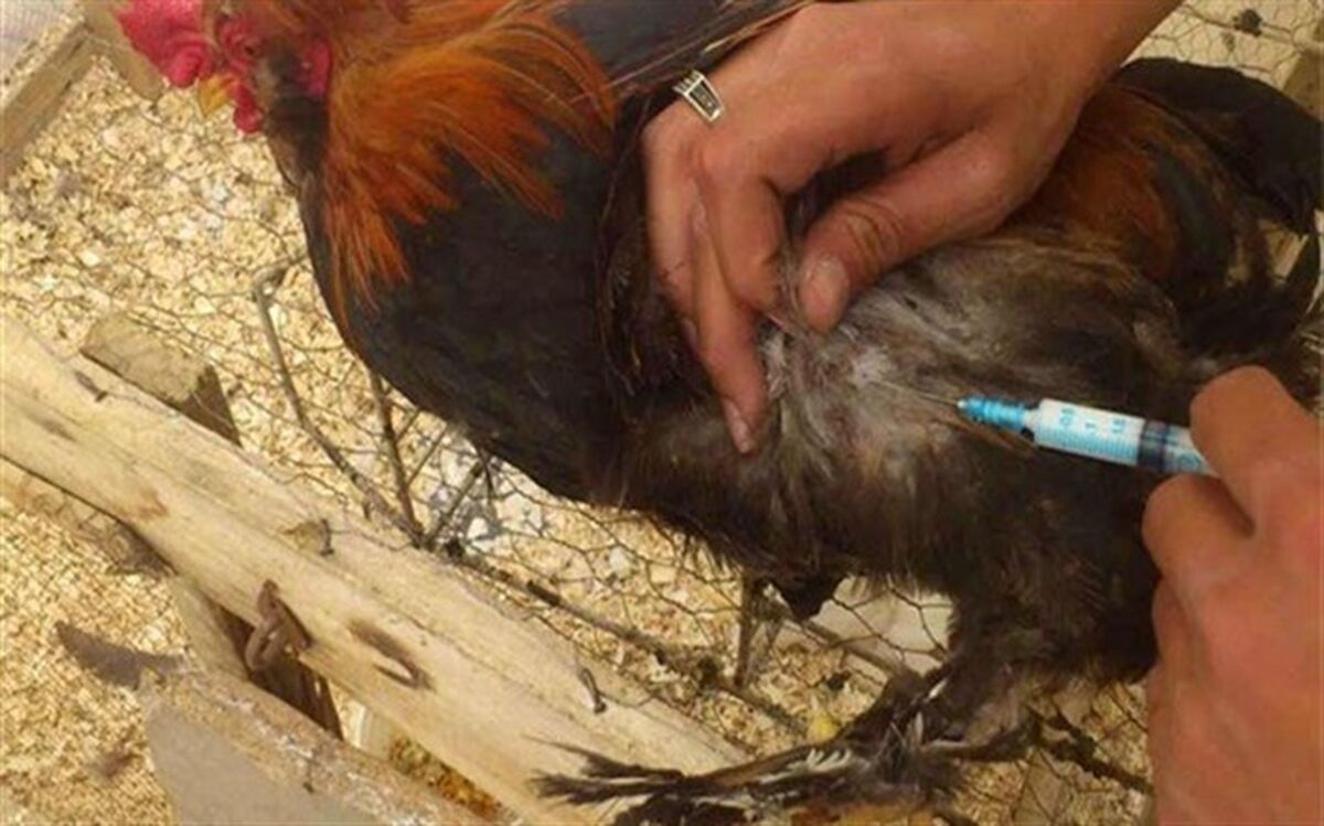 آغاز واکسیناسیون طیور روستایی بر علیه بیماری نیوکاسل در آذربایجان شرقی