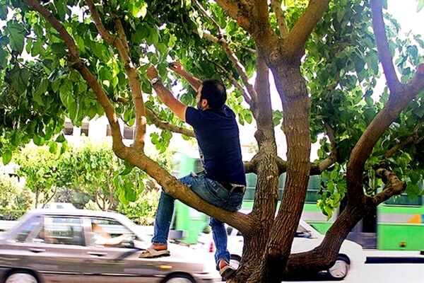 توت های خیابانی را نخورید