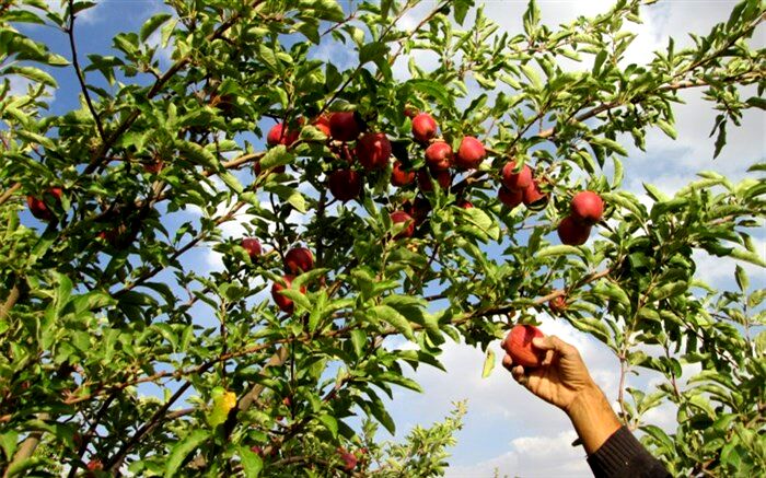 برداشت سیب از باغ‌های مهاباد ۶۰ درصد افزایش یافت