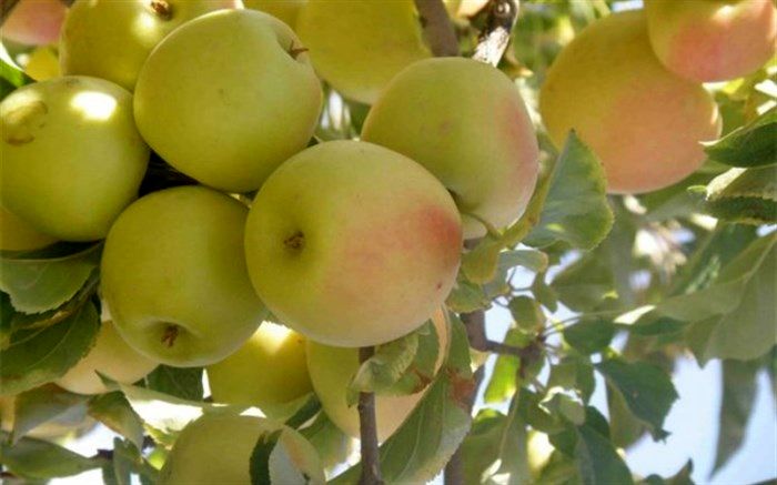 از توزیع رایگان در مدارس تا تسهیل صادرات؛ پیشنهادهایی برای عبور از بحران مازاد سیب در کشور