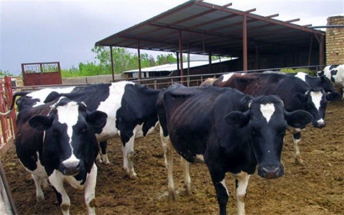 رئیس جهاد کشاورزی فارس: ارزش تولیدات دامی استان فارس، ۸ هزار میلیارد تومان است