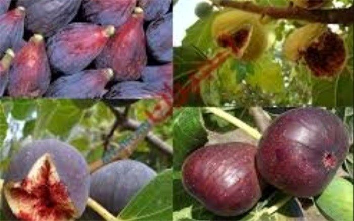 وضع نامناسب باغات انجیر و صادرات آن