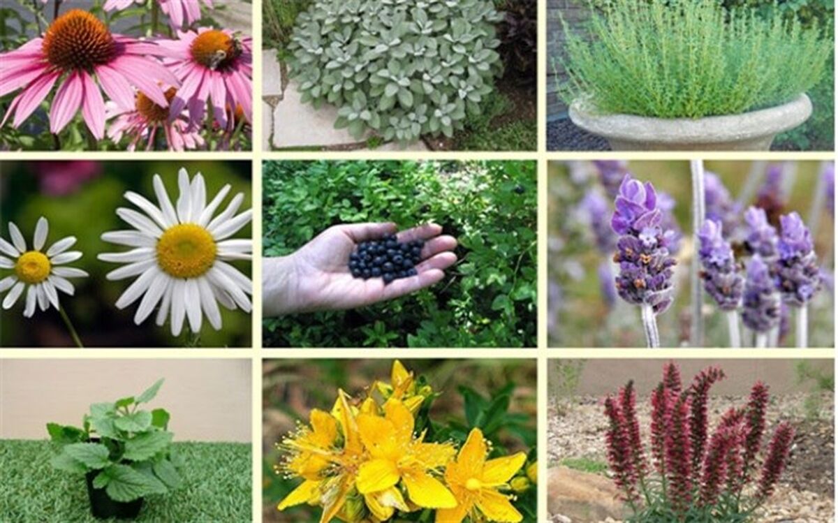 کاشت گیاهان دارویی در میبد مقرون به صرفه‌ است