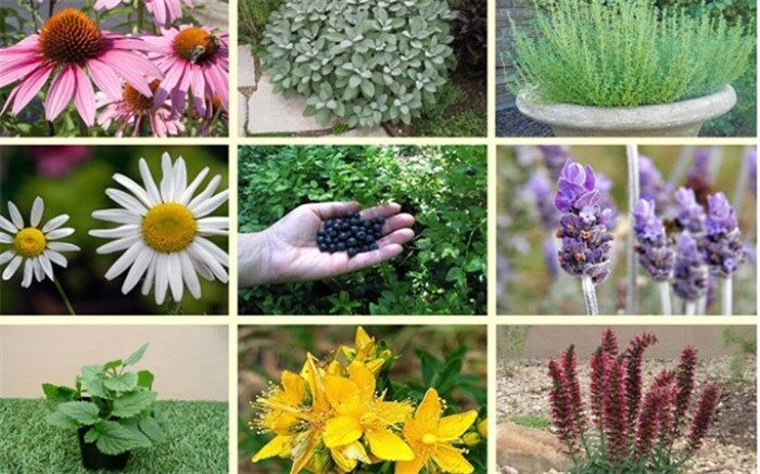 کاشت گیاهان دارویی در میبد مقرون به صرفه‌ است