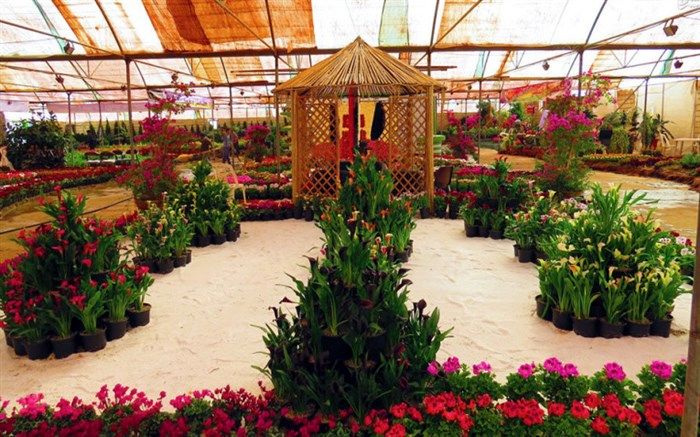 مساحت گلخانه های گیلان رو به افزایش است