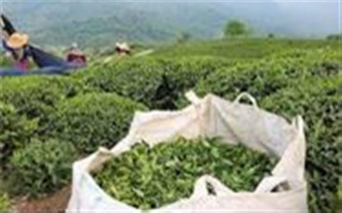 قیمت چای داخلی کاهش یافت