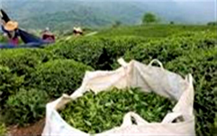 قیمت چای داخلی کاهش یافت
