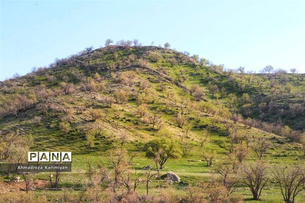 طبیعت زیبای تنگ نرگسی در کازرون فارس