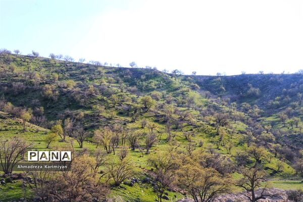 طبیعت زیبای تنگ نرگسی در کازرون فارس