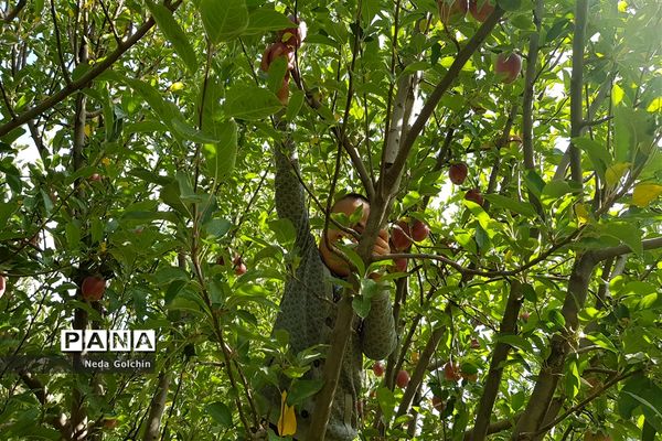 برداشت سیب در شهر ونایی بروجرد