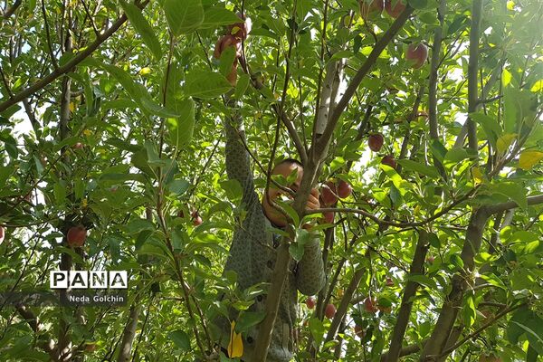 برداشت سیب در شهر ونایی بروجرد