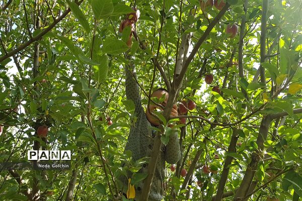 برداشت سیب در شهر ونایی بروجرد