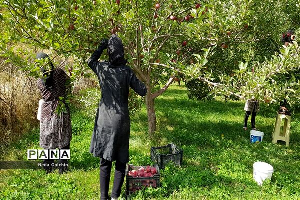 برداشت سیب در شهر ونایی بروجرد