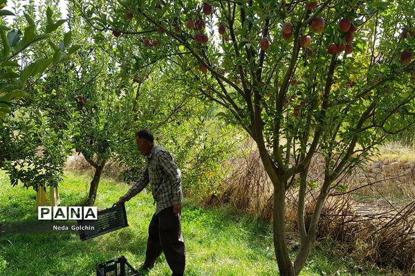 برداشت سیب در شهر ونایی بروجرد