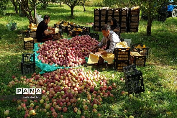 برداشت سیب در شهر ونایی بروجرد