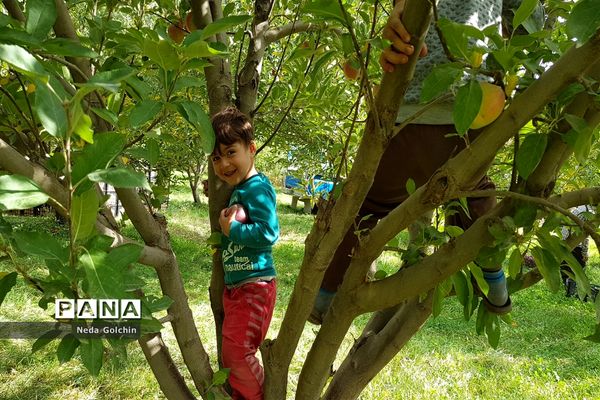 برداشت سیب در شهر ونایی بروجرد