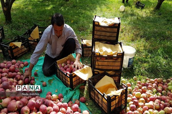 برداشت سیب در شهر ونایی بروجرد