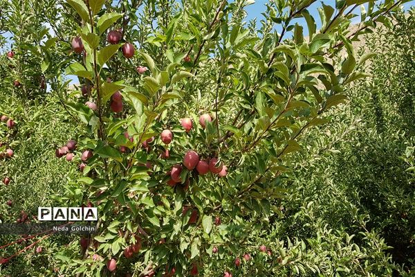 برداشت سیب در شهر ونایی بروجرد