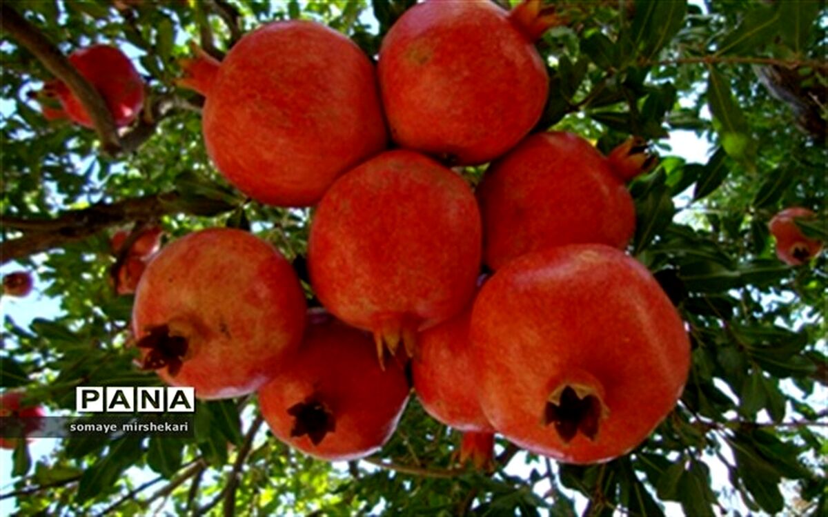 آغاز برداشت یاقوت سرخ نی ریز