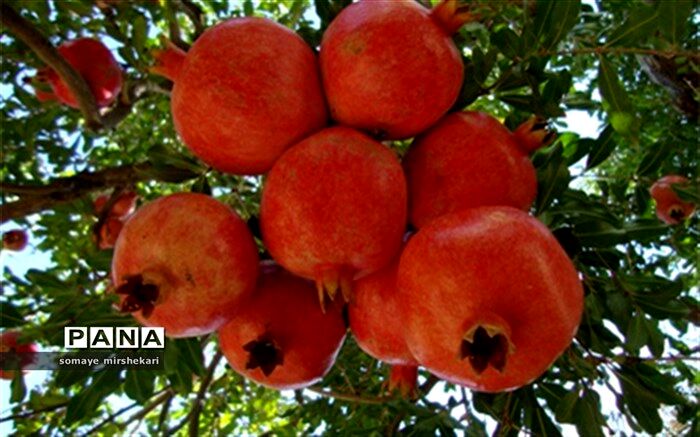 آغاز برداشت یاقوت سرخ نی ریز