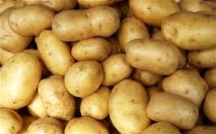 زنجیره تولید سیب زمینی بذری کلید خورد