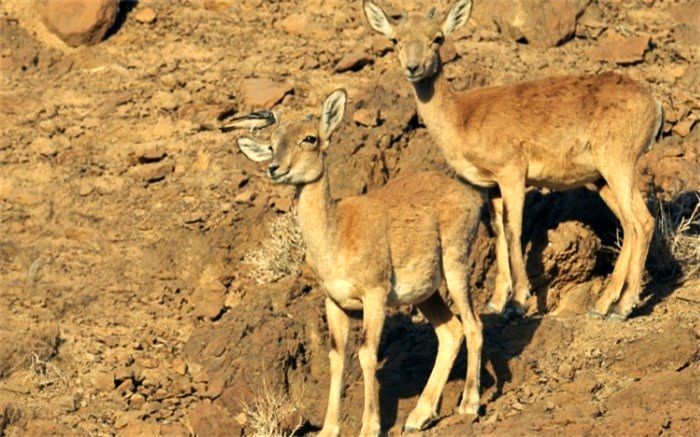 سرشماری حیات وحش در دره انجیره اردکان