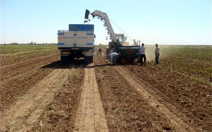 ۲۲۰ هکتار زمین در شوط زیر کشت چغندرقند رفت