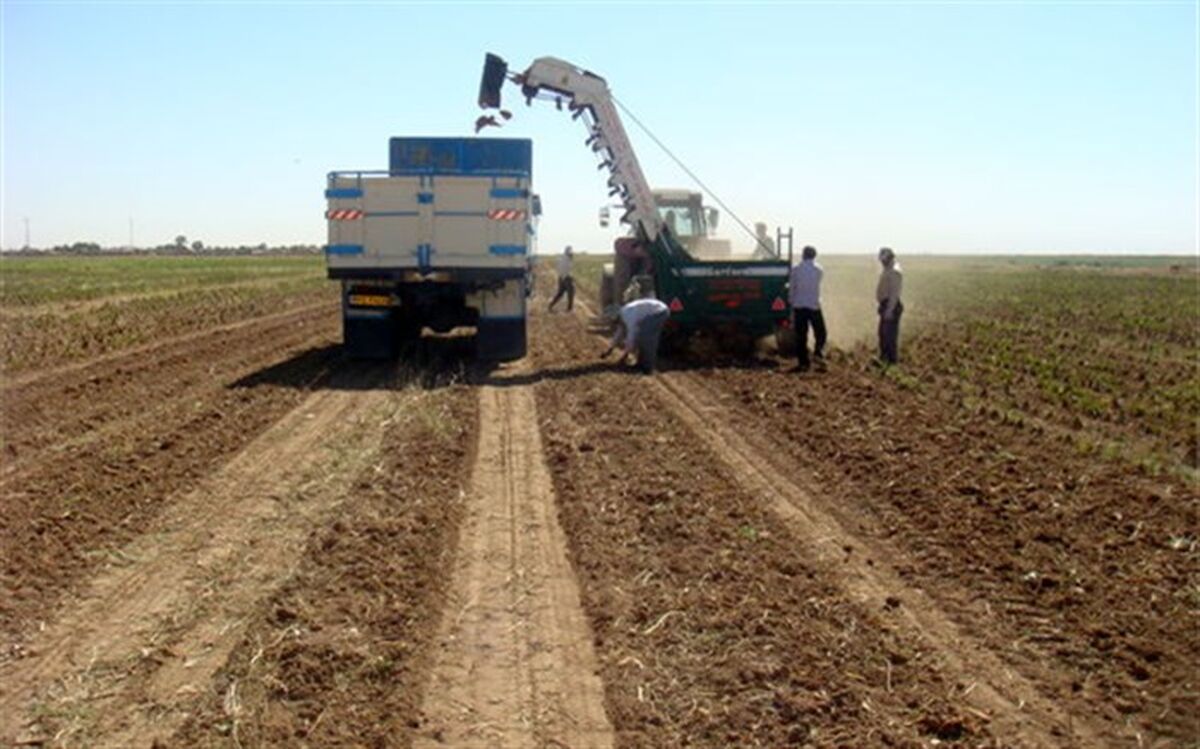 ۲۲۰ هکتار زمین در شوط زیر کشت چغندرقند رفت