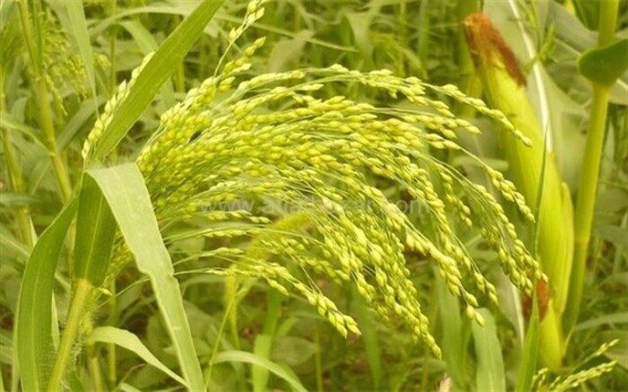 گیاهی که سریع رشد می کند و درآمد بالایی دارد