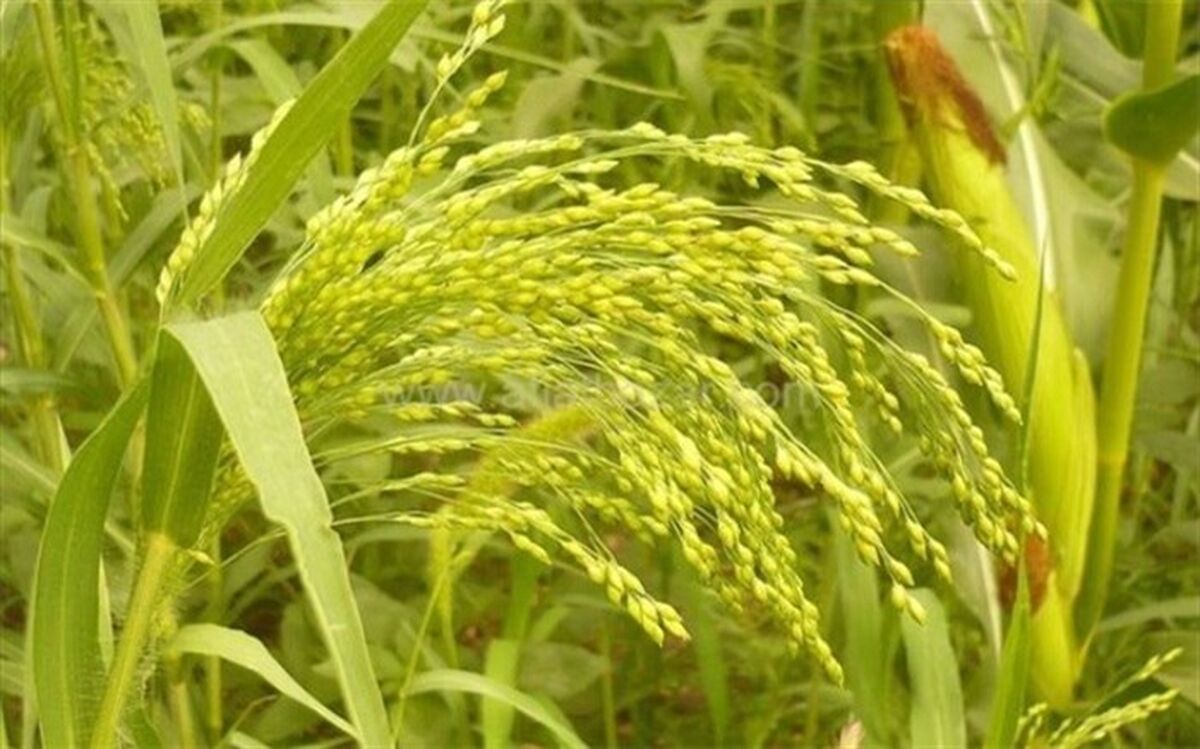 گیاهی که سریع رشد می کند و درآمد بالایی دارد