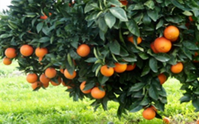 برداشت مرکبات در گیلان آغاز شد