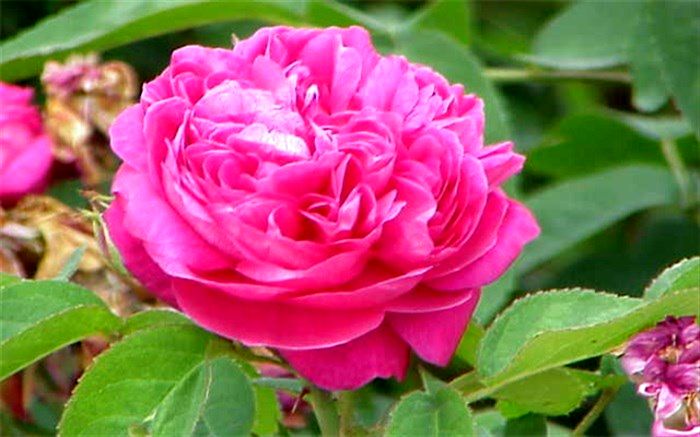 آغاز برداشت زعفران از مزارع کاشان