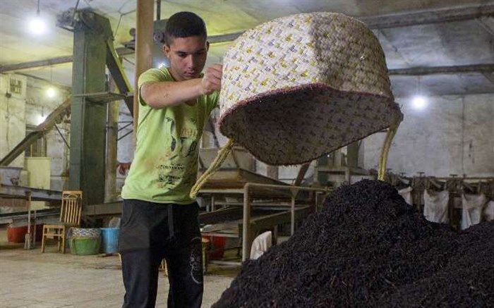 خرید افزون بر 126 هزار تن برگ سبز چای از چایکاران شمال کشور