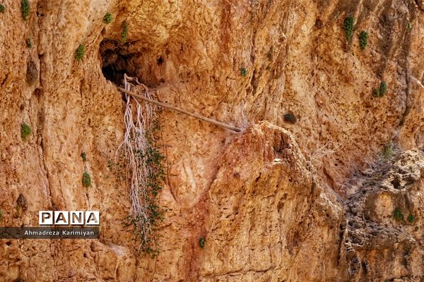 رویش از دل سنگ