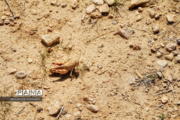 رویش از دل سنگ