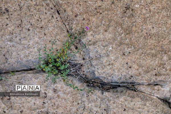 رویش از دل سنگ