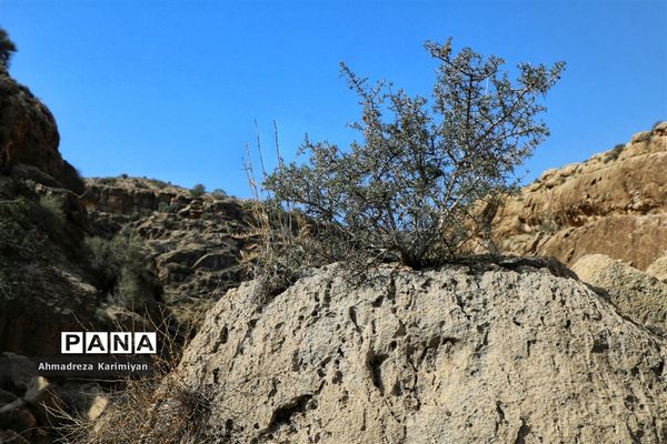 رویش از دل سنگ