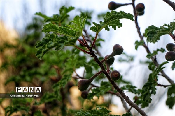 رویش از دل سنگ