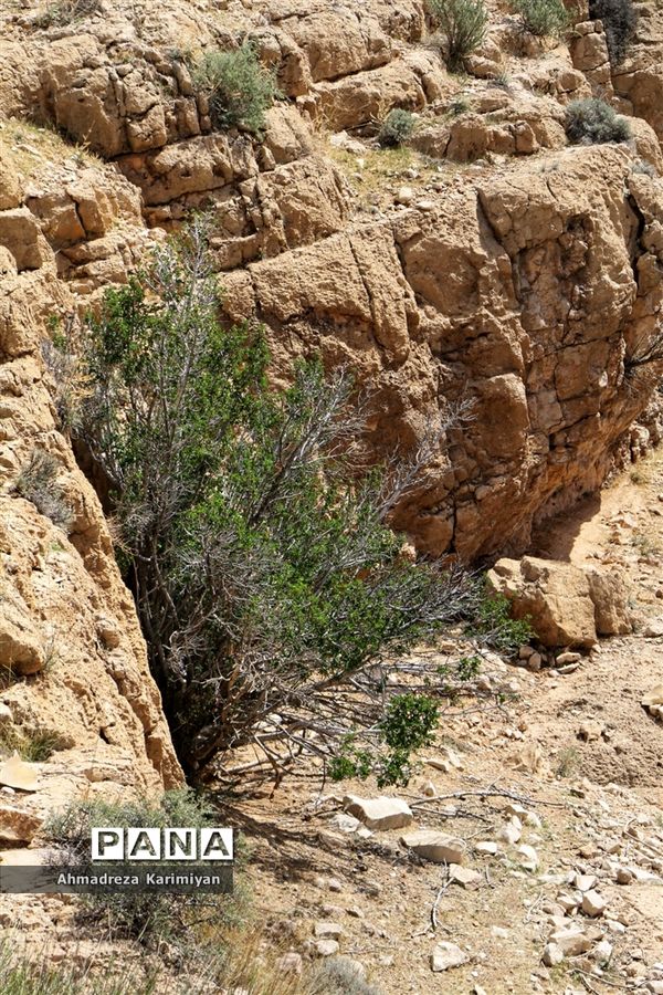 رویش از دل سنگ