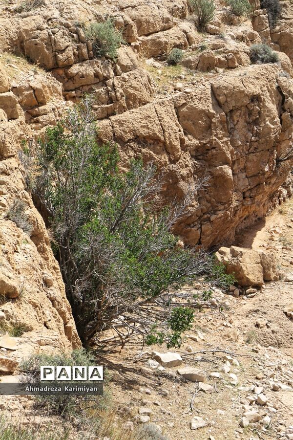 رویش از دل سنگ