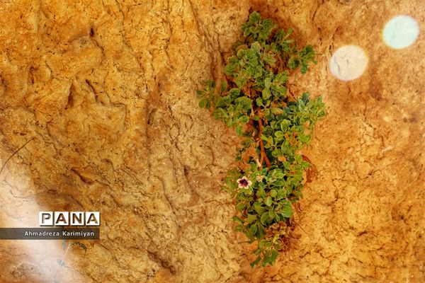 رویش از دل سنگ