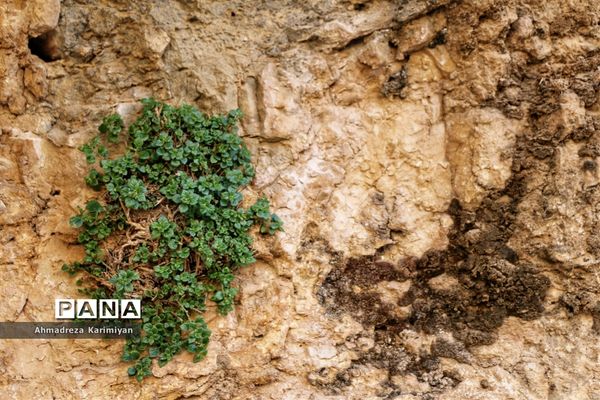 رویش از دل سنگ