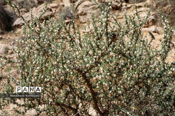 رویش از دل سنگ