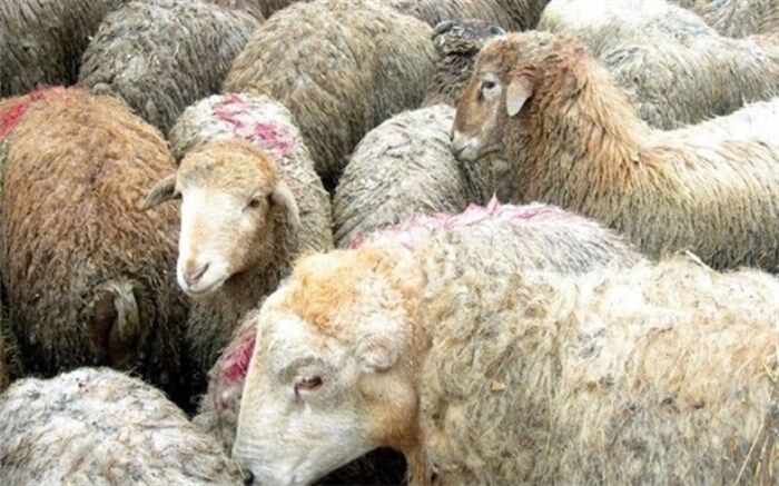 بیش از 300 هزار راس دام عشایر فارس بیمه شدند