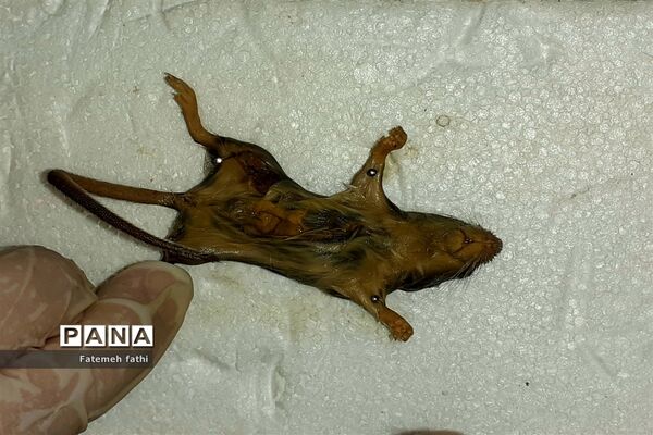 مراسم گرامیداشت روز علوم آزمایشگاهی در چهاردانگه