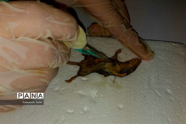 مراسم گرامیداشت روز علوم آزمایشگاهی در چهاردانگه