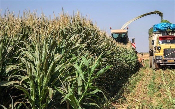 برداشت ذرت علوفه‌ای در خاتم ۱۵ درصد کاهش یافت